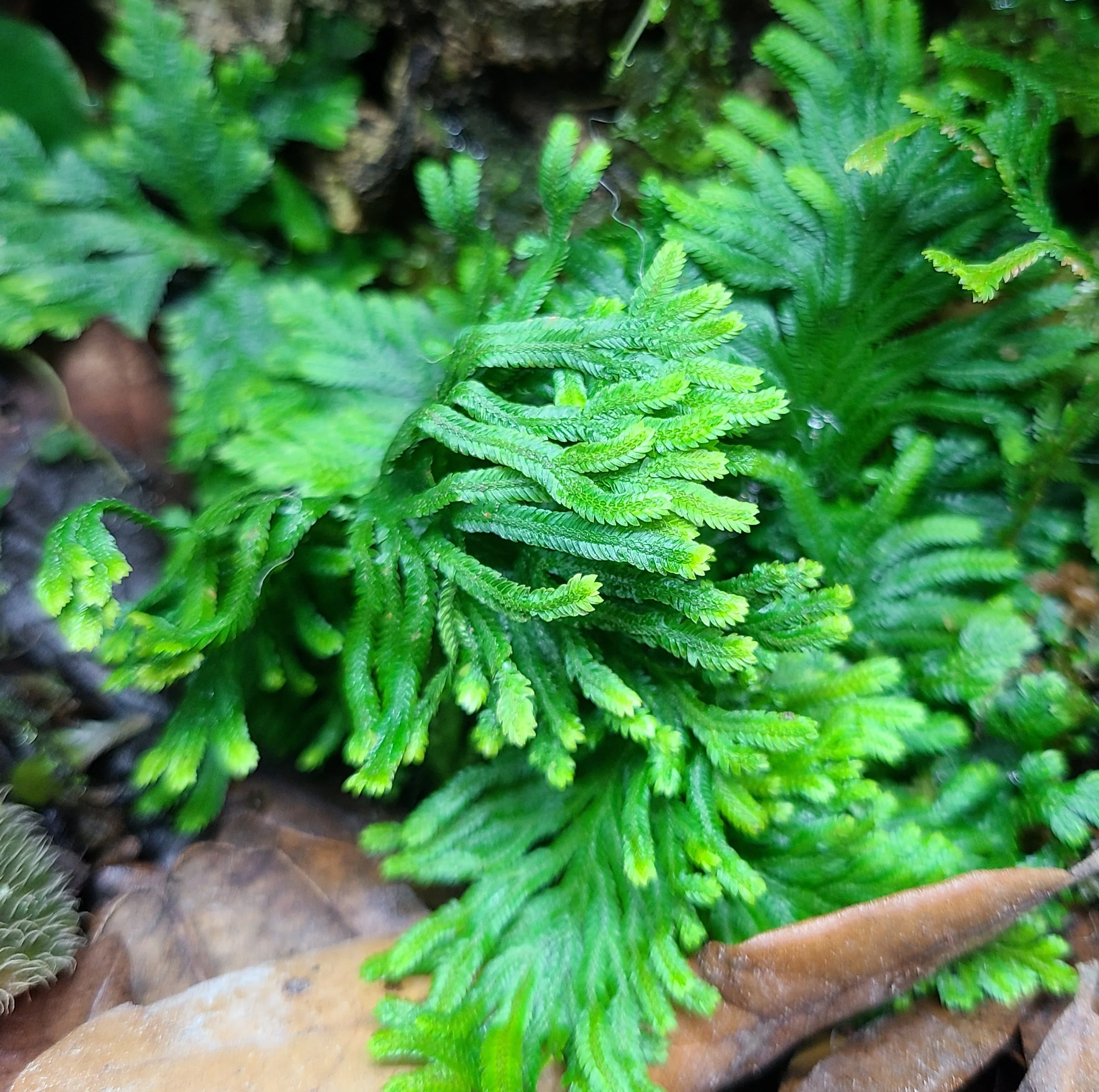 Selaginella sp Brazil