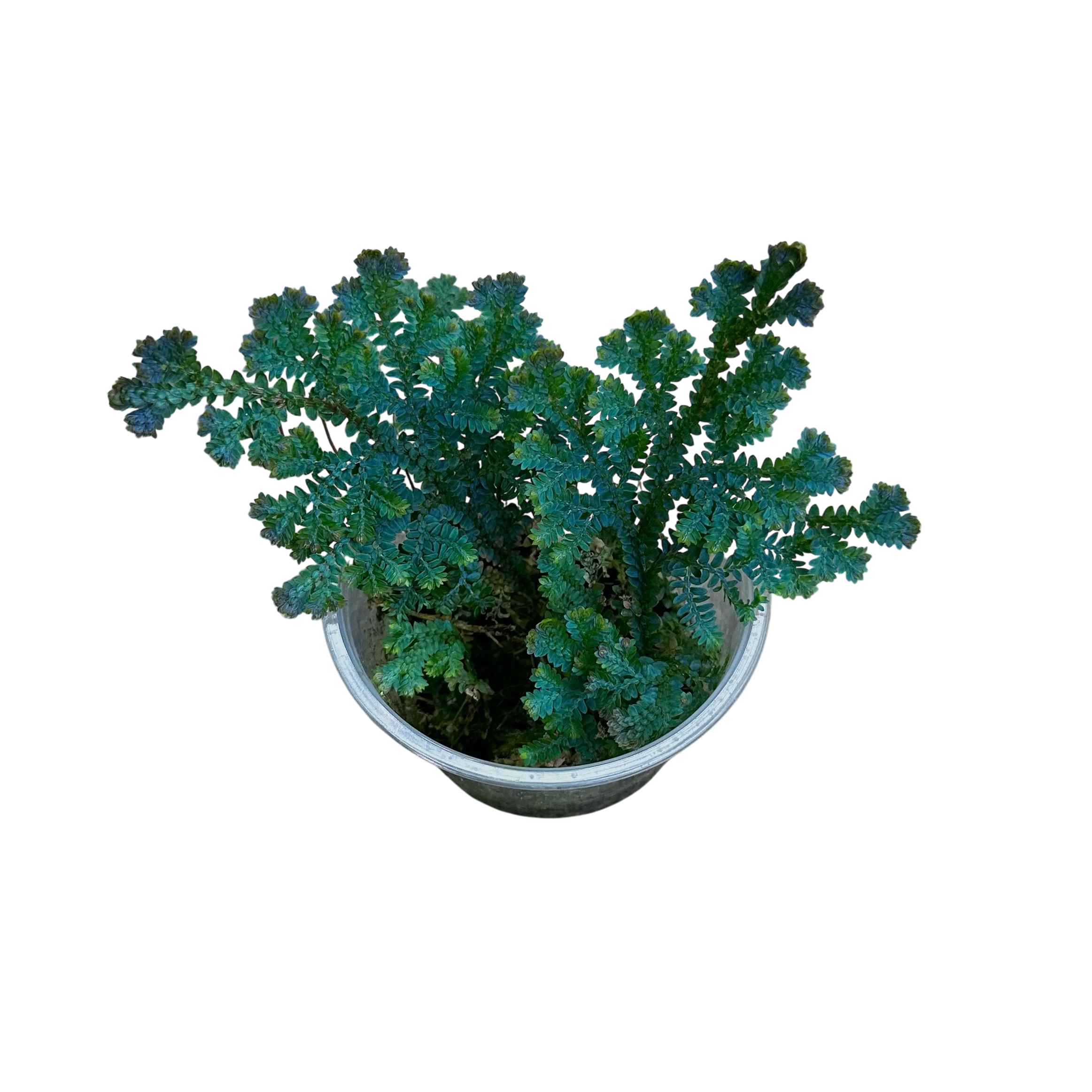 Selaginella uncinata