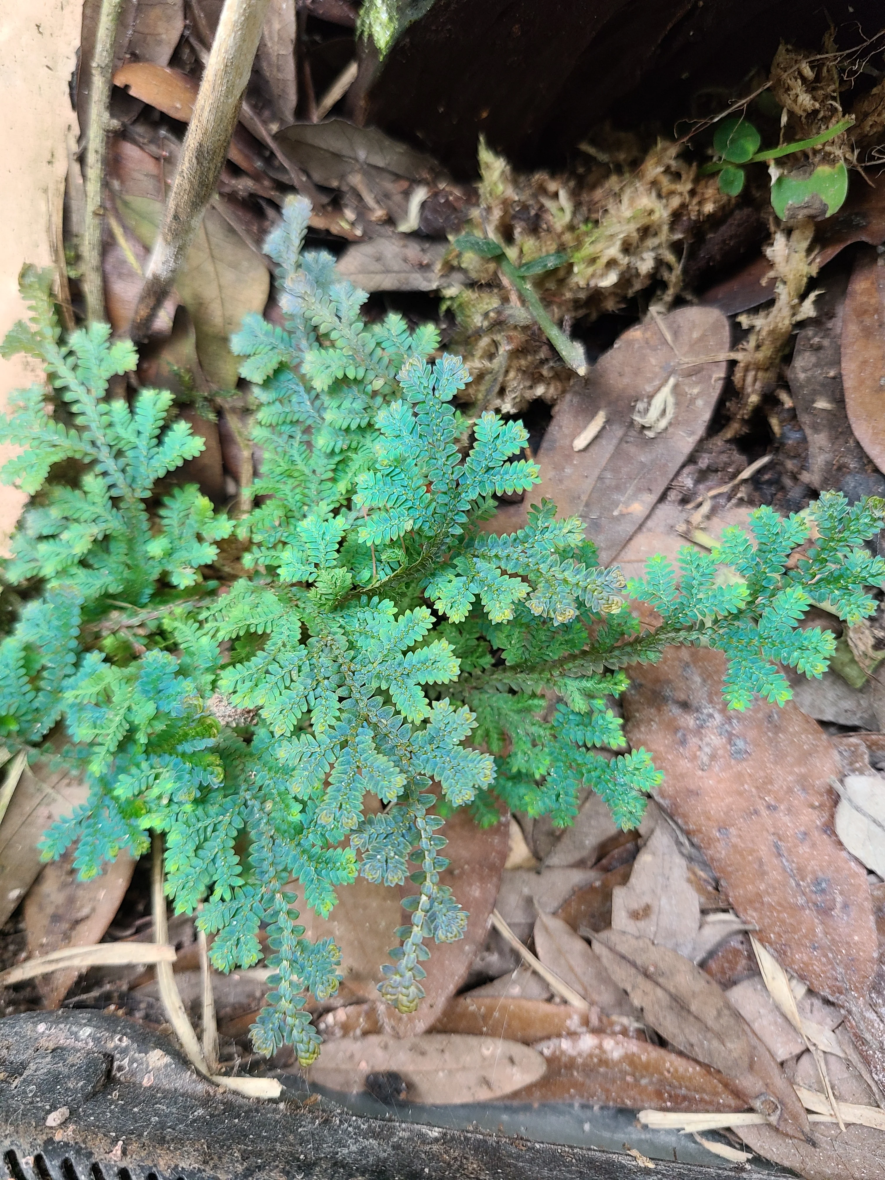 Selaginella uncinata - Image 2