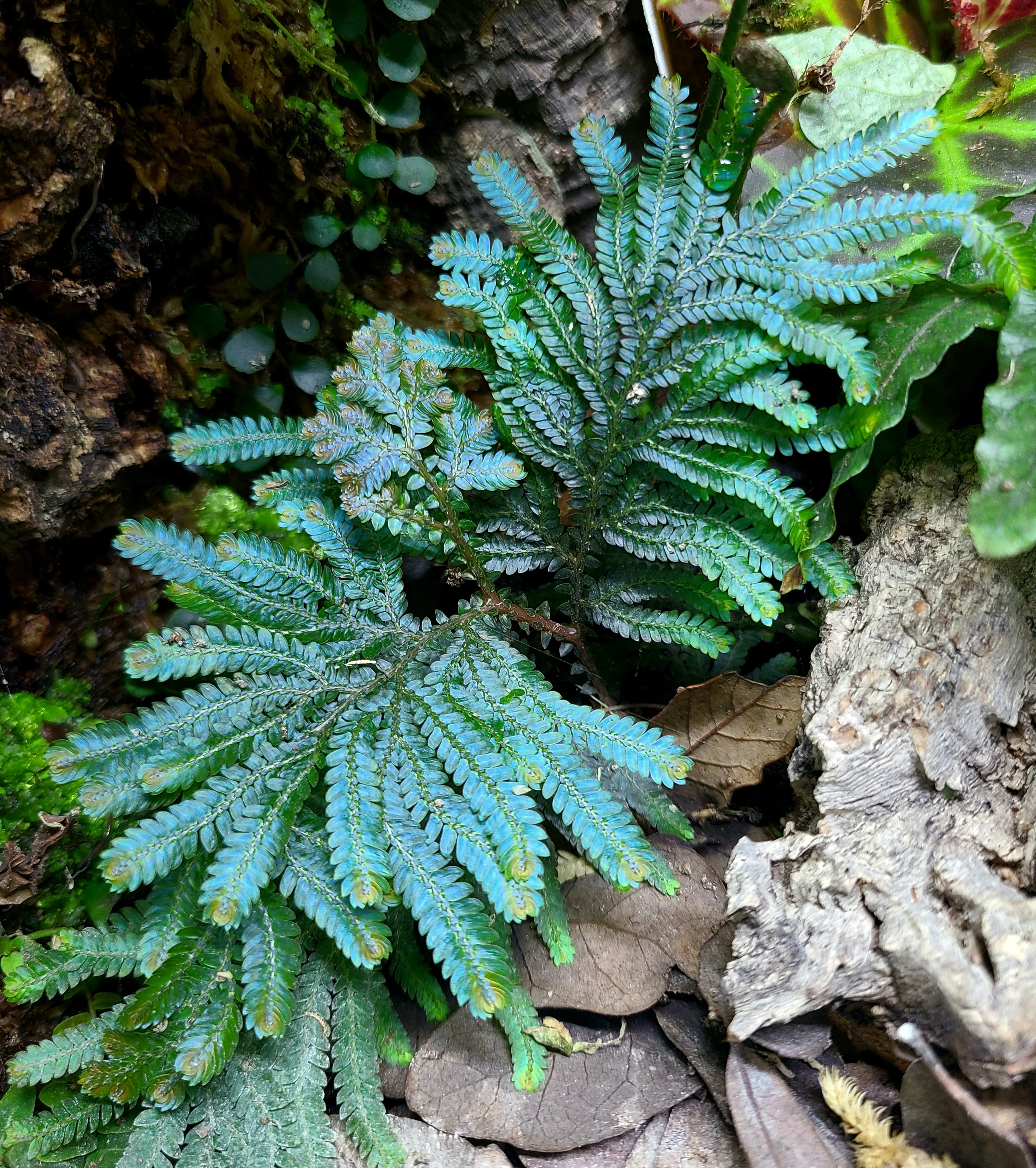 Selaginella willdenowii - Image 2