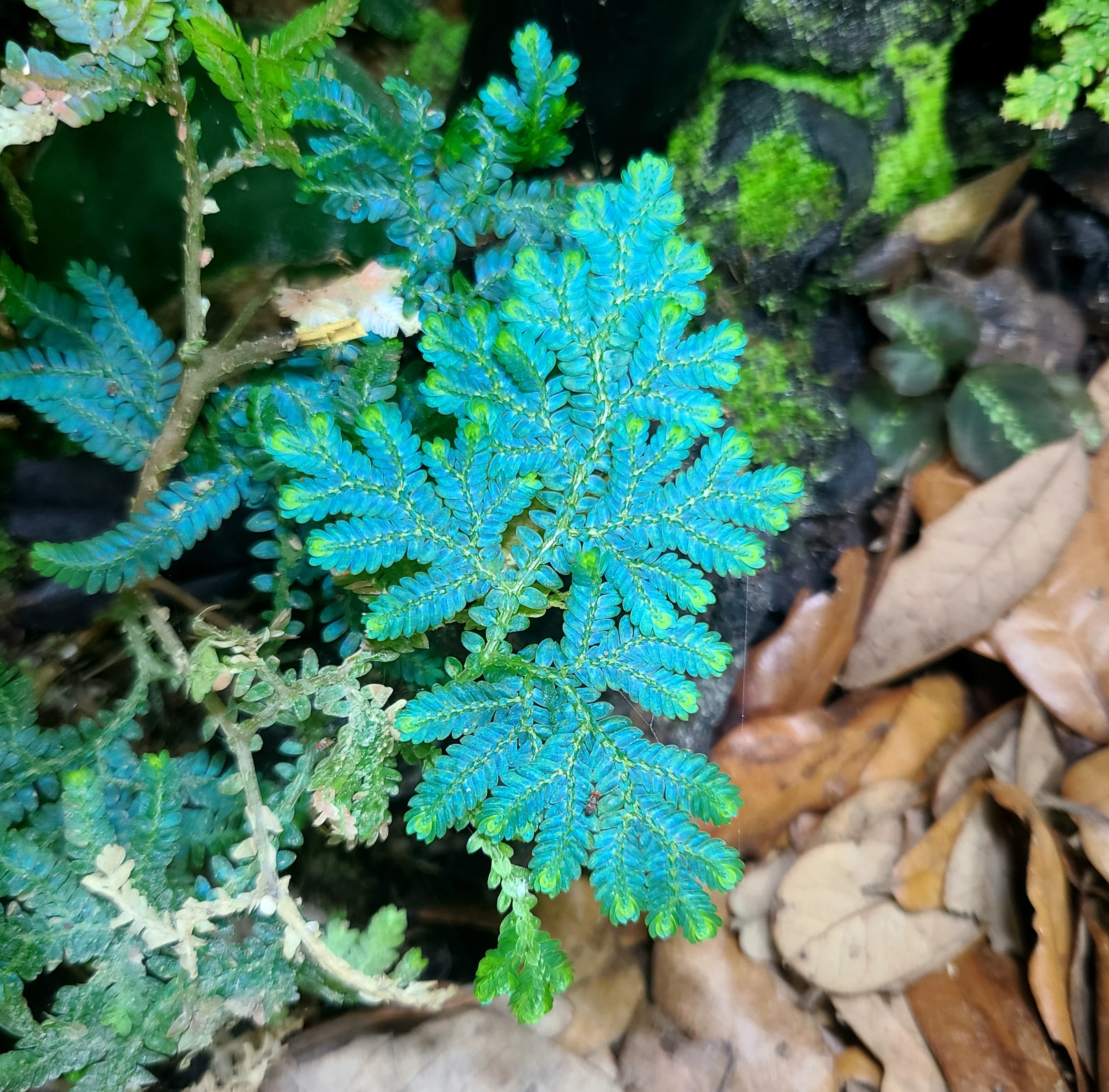 Selaginella willdenowii - Image 3