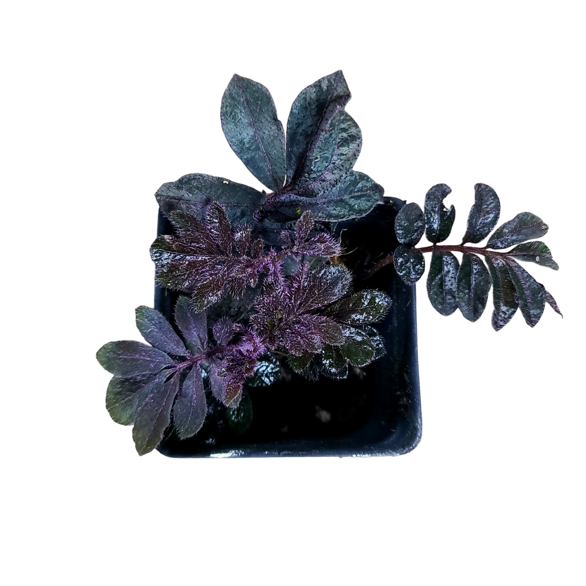 Solanum aff. uleanum