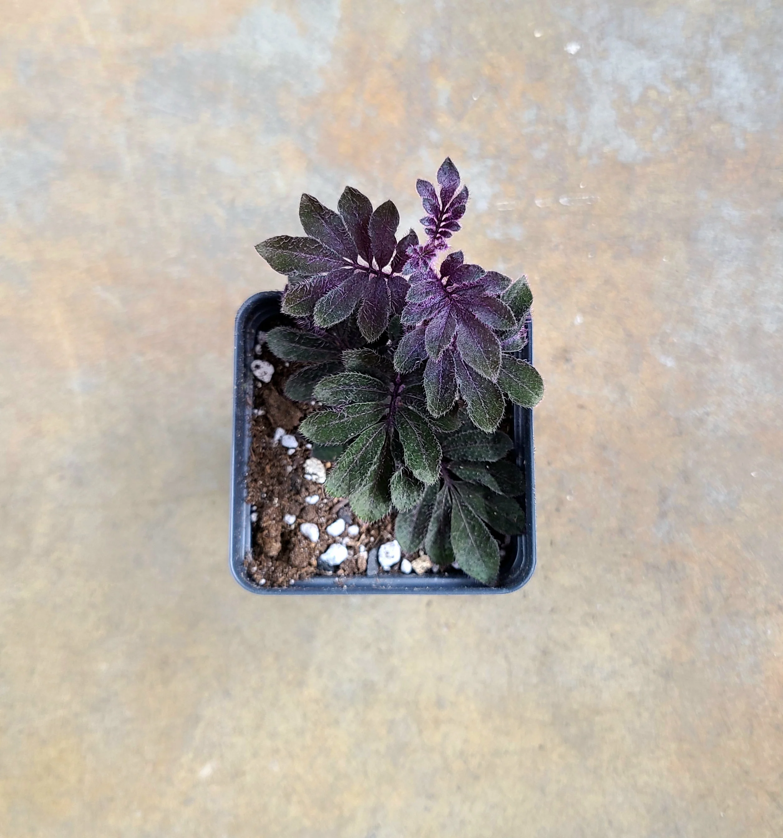 Solanum aff. uleanum - Image 2