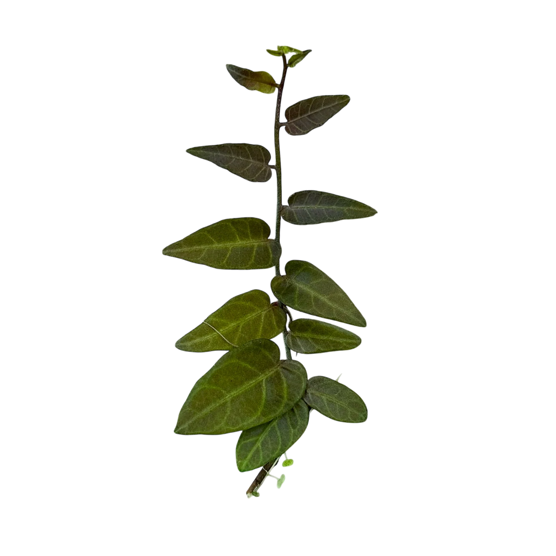 Solanum evolvulifolium