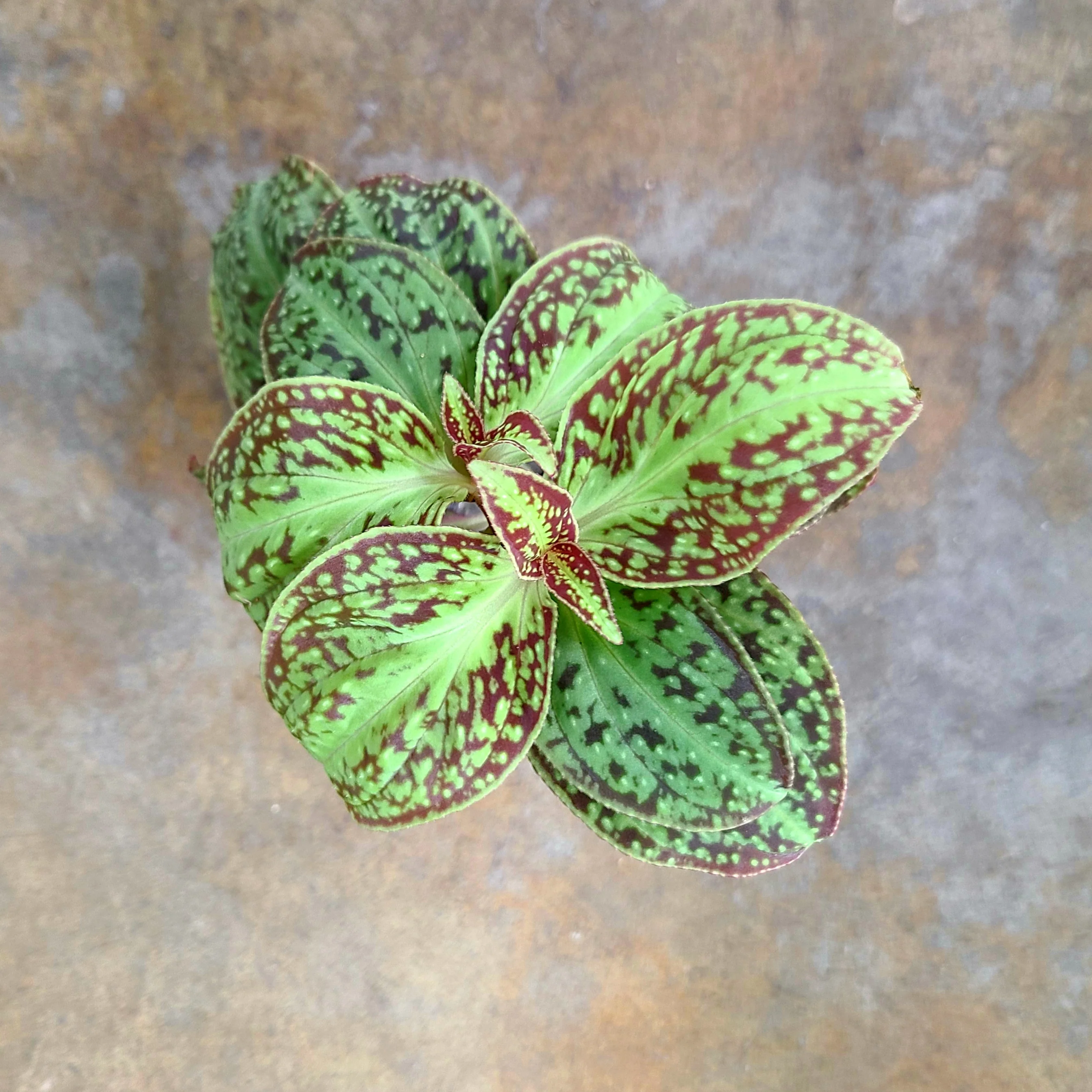 Sonerila sinovietnamica