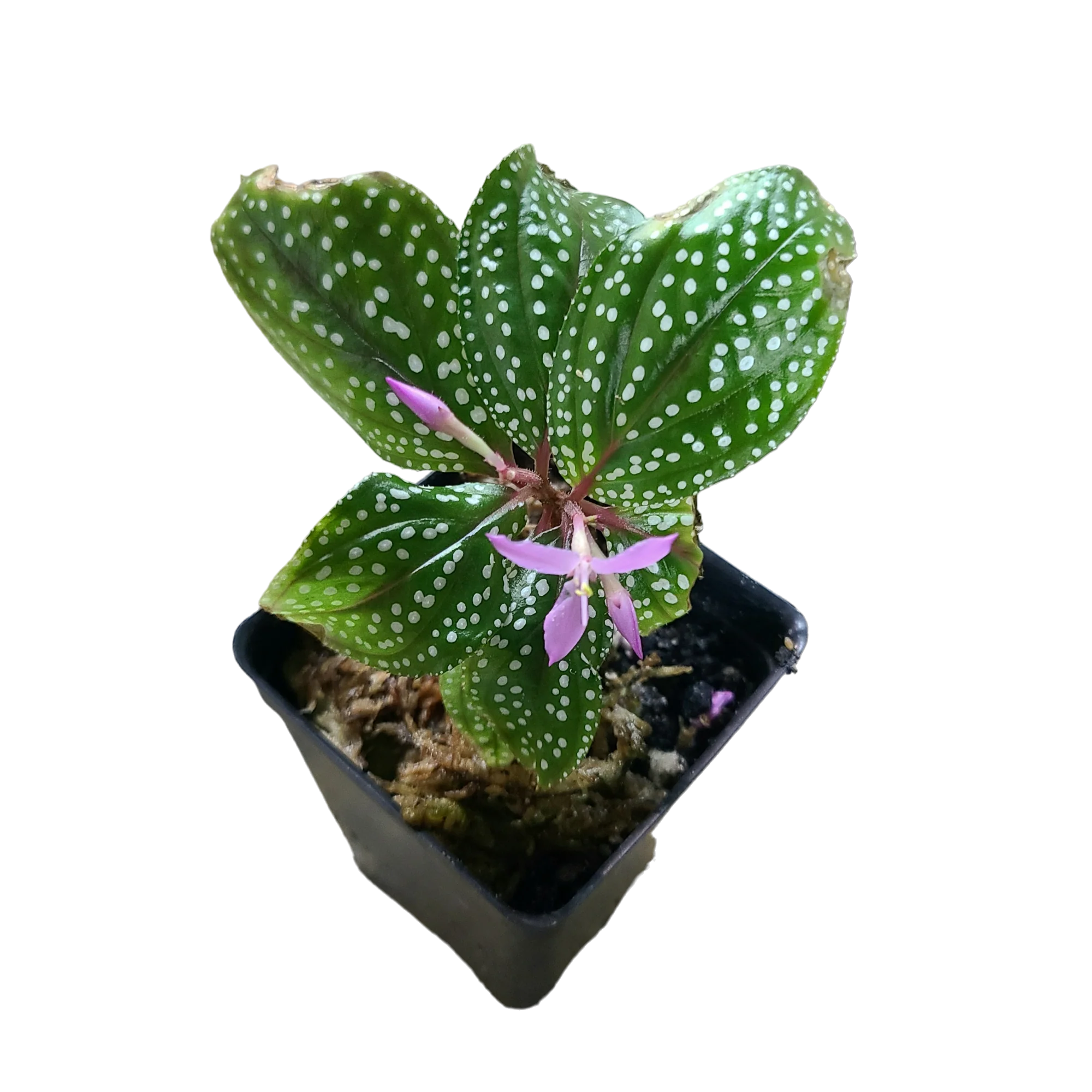 Sonerila sp. White Spotted