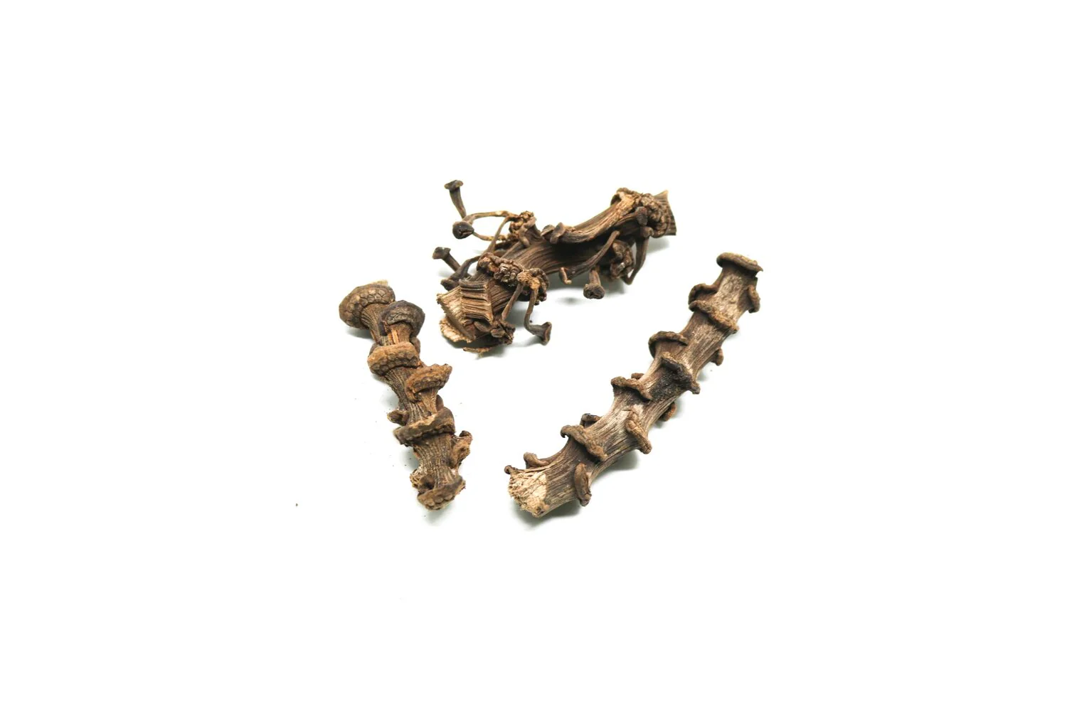 Spine Pod