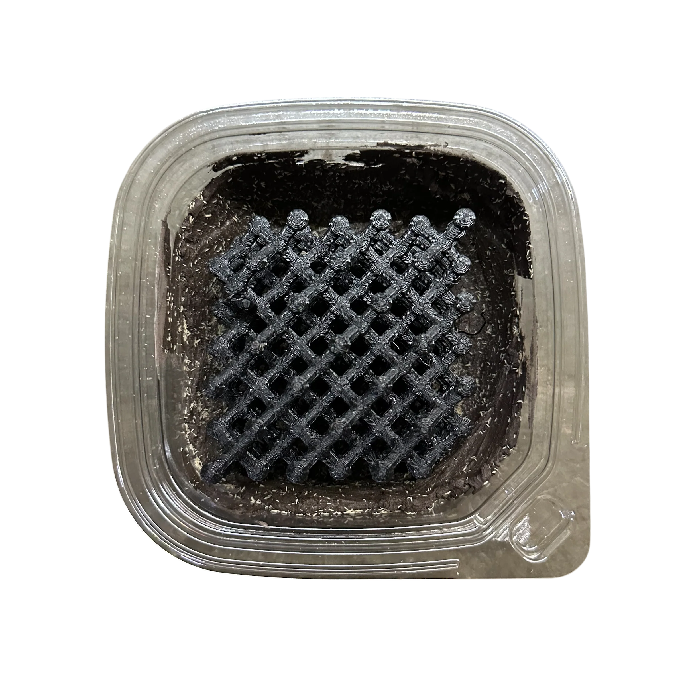 Springtails - Temperate - Springtail Chocolate Clay - (Folsomia candida) - Image 6