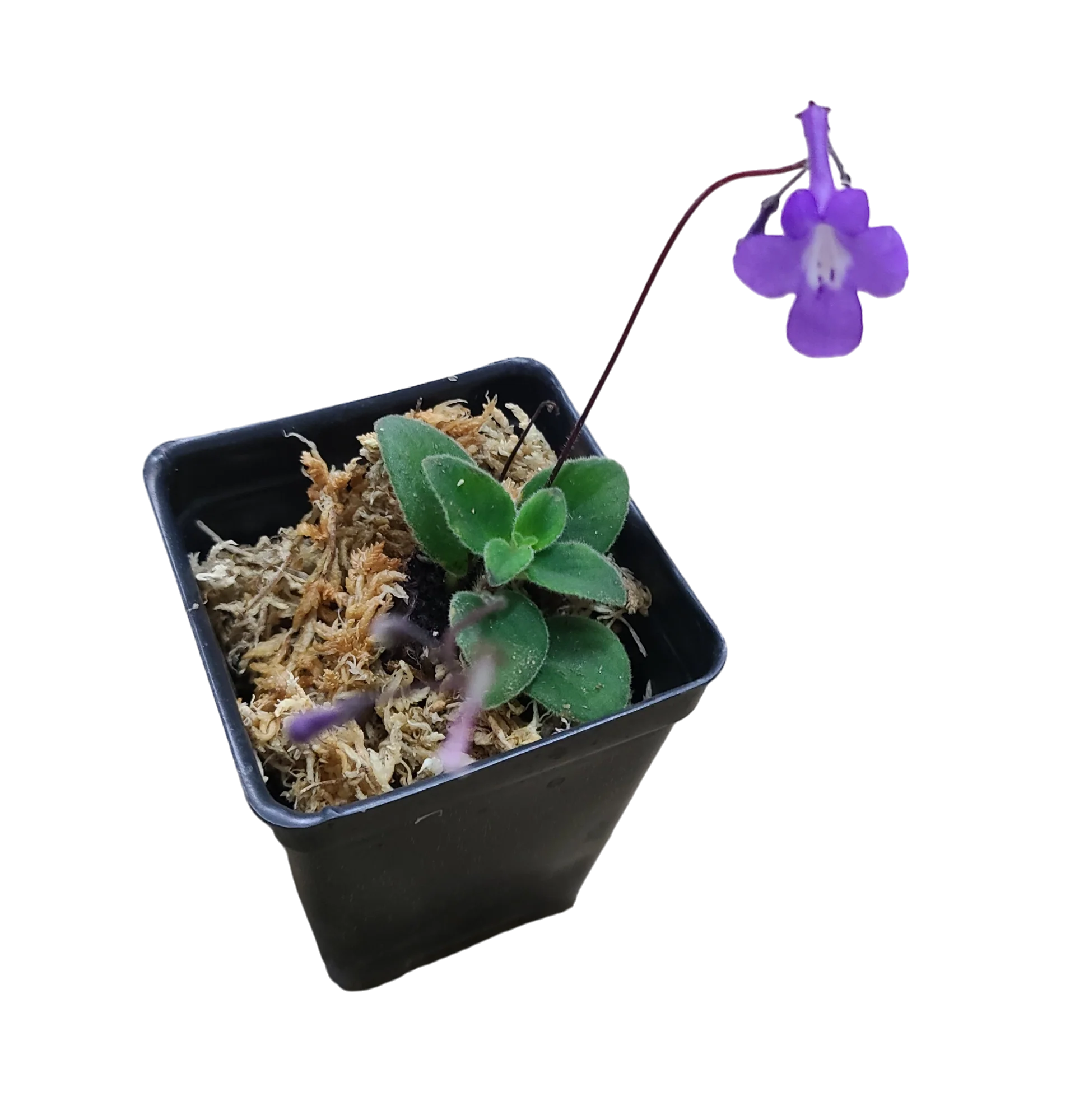 Streptocarpus saxorum ‘Concord Blue’