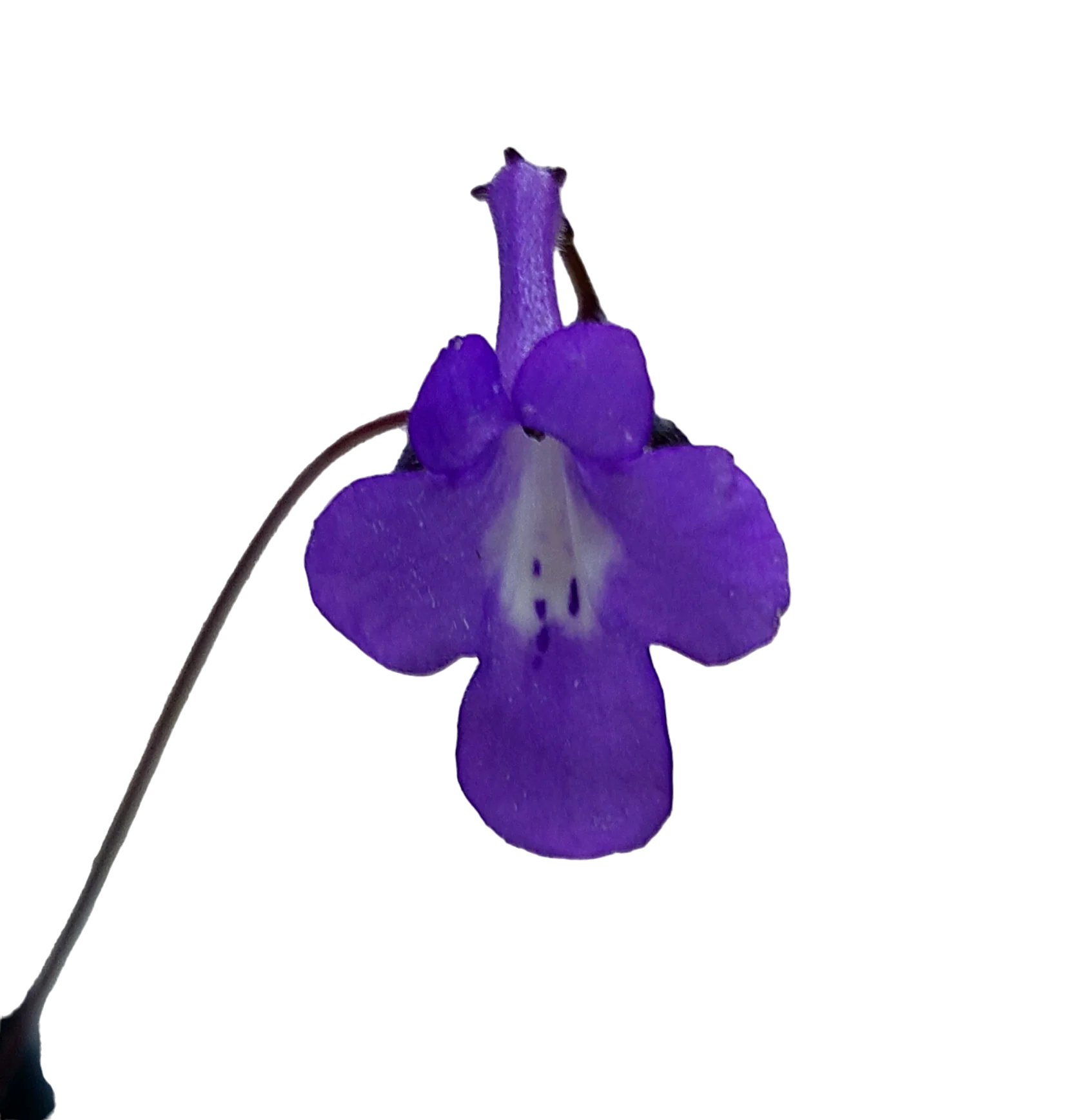 Streptocarpus saxorum ‘Concord Blue’ - Image 2