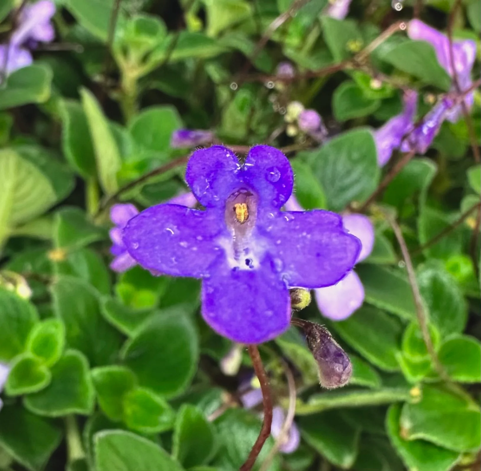 Streptocarpus saxorum ‘Concord Blue’ - Image 3