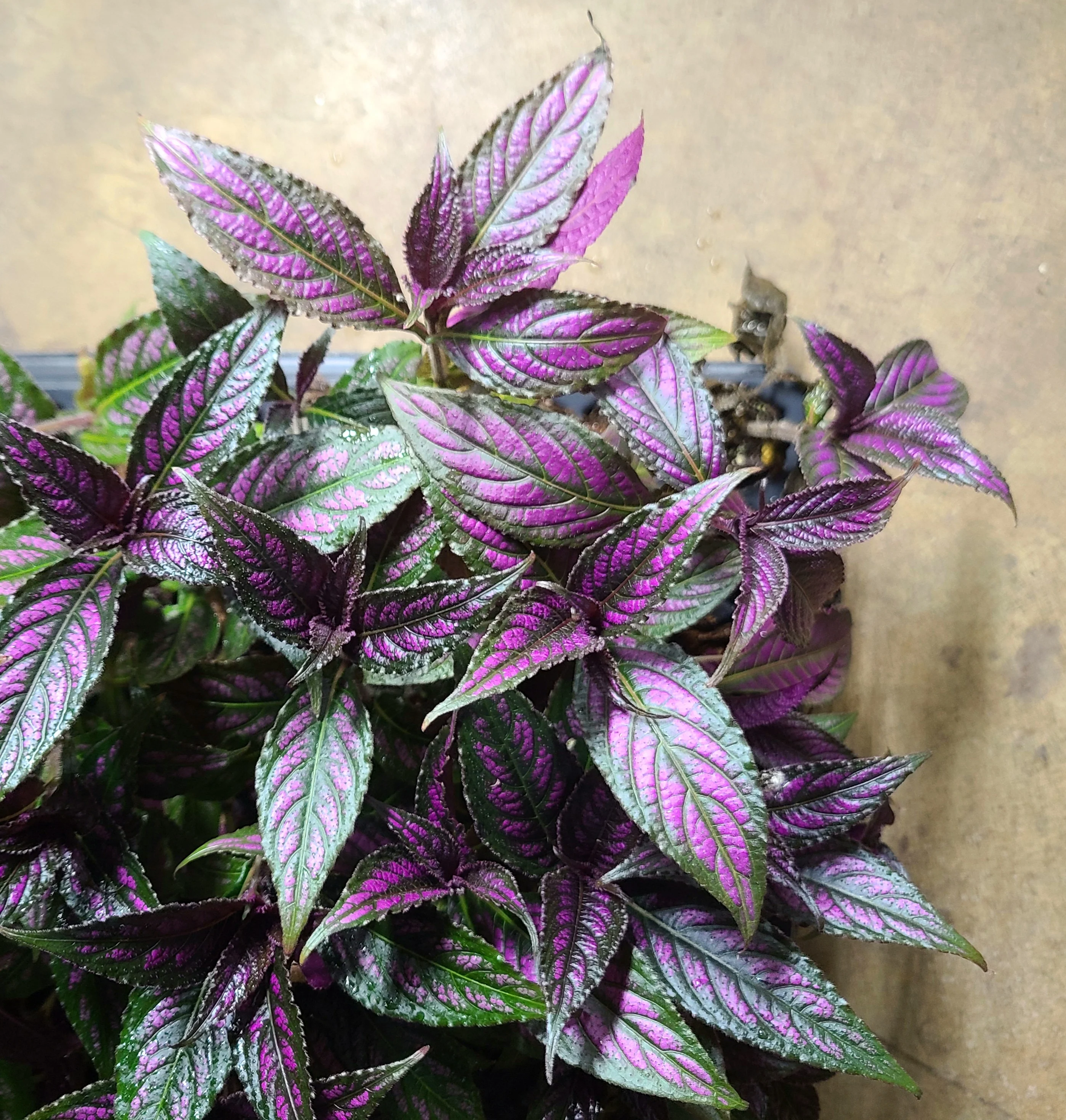 Strobilanthes dyeriana - Persian Shield - Image 2
