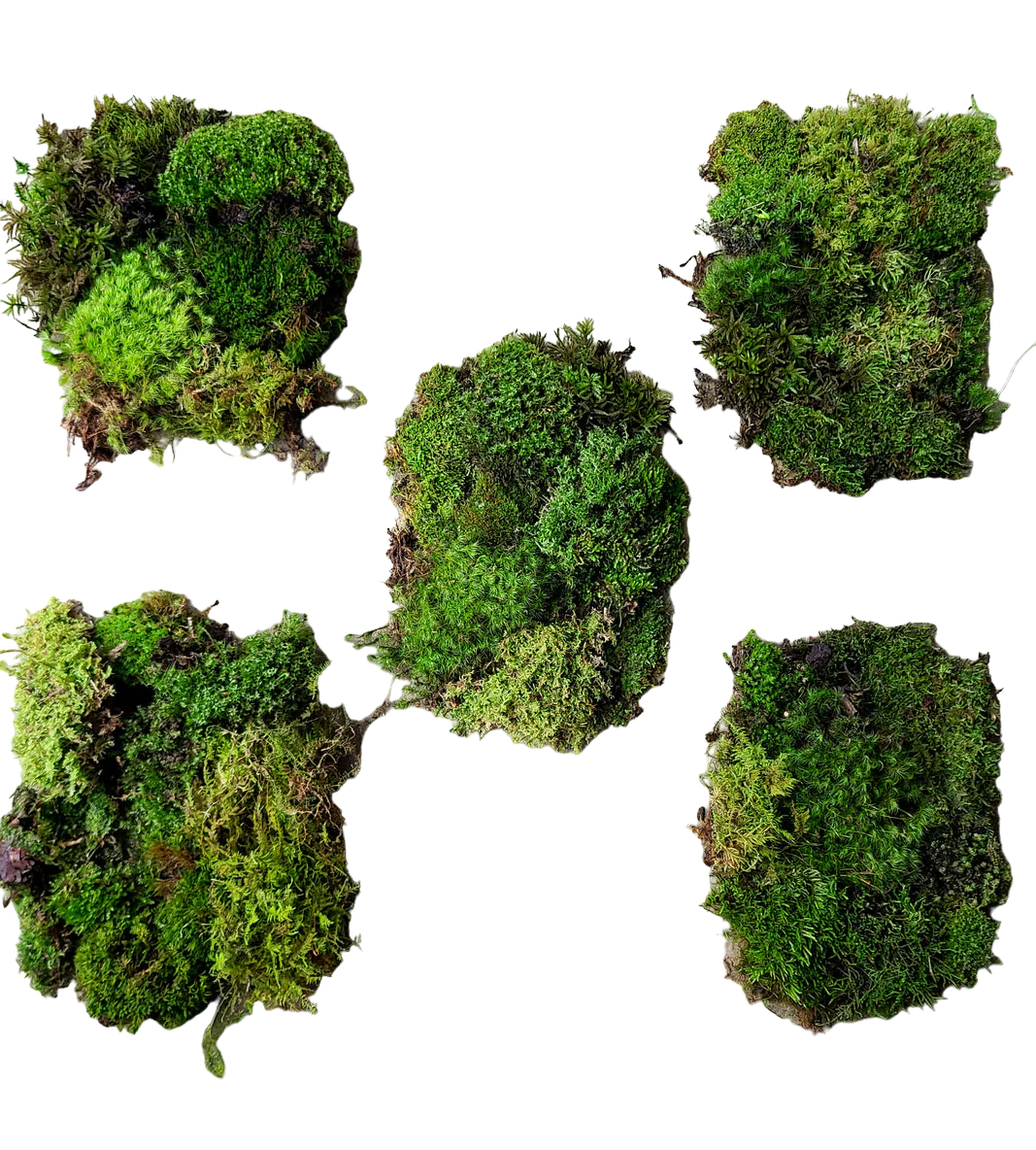 Temperate Moss Variety Pack - Image 3