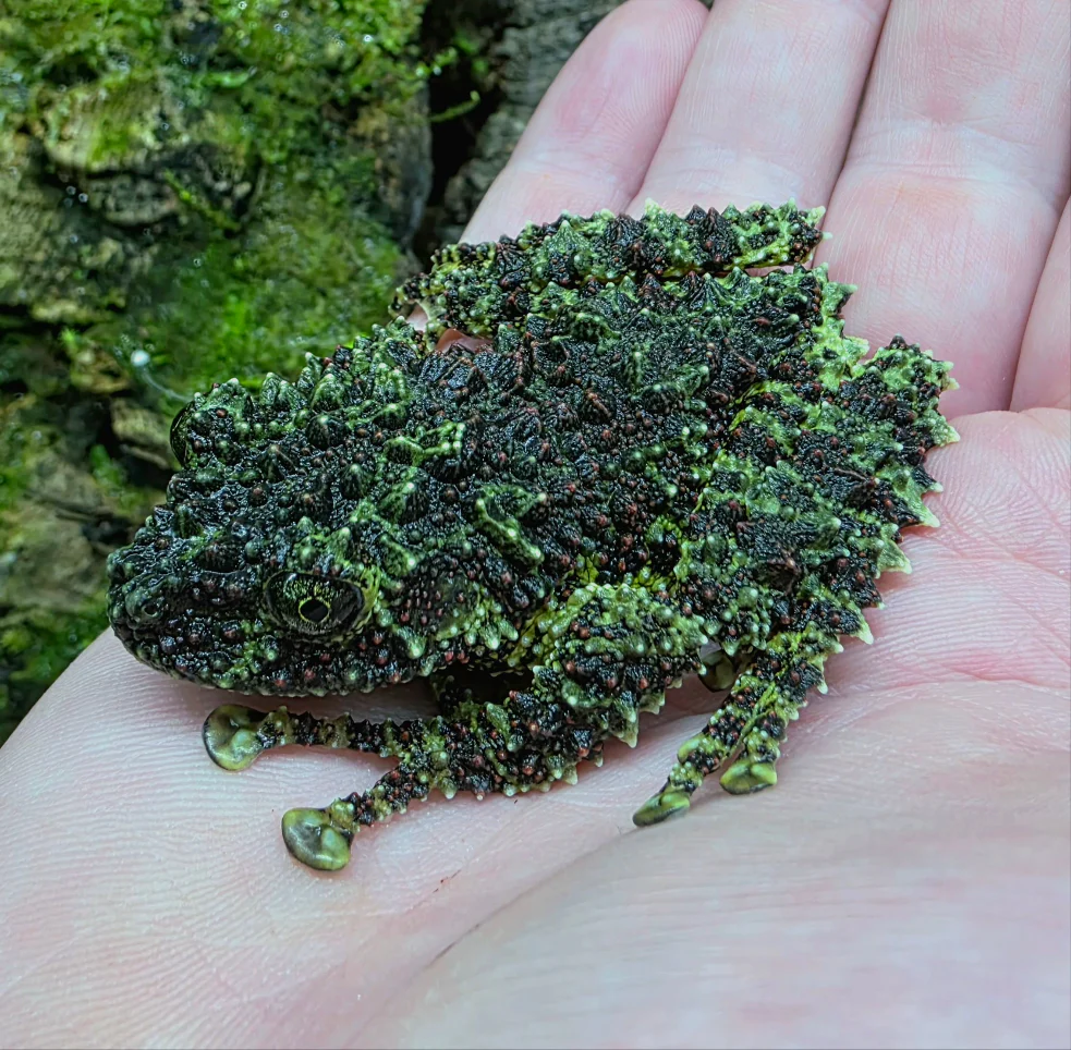 Theloderma corticale - Vietnamese Mossy Frog