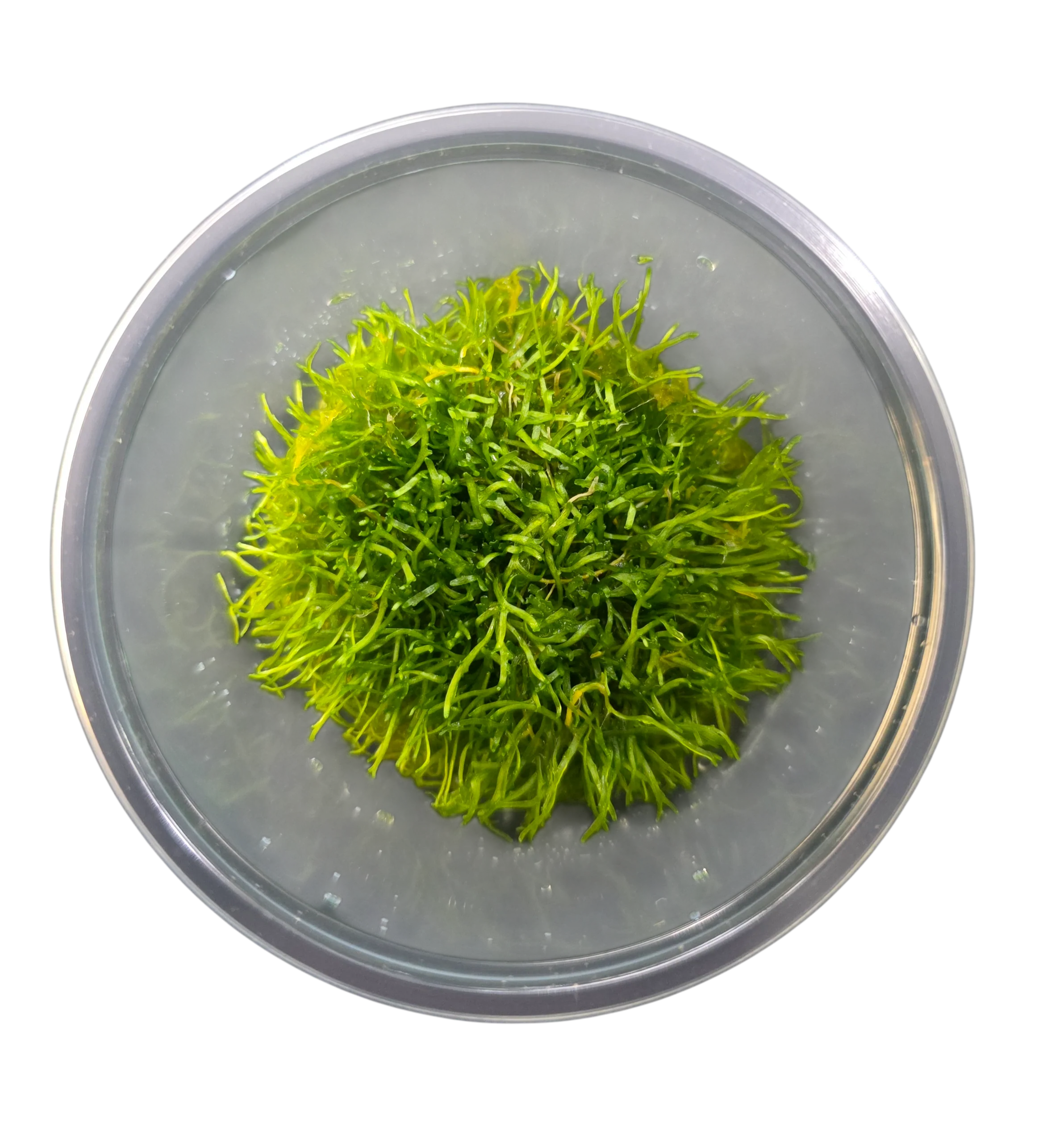 Tissue Cultured Liverwort - Riccia fluitans