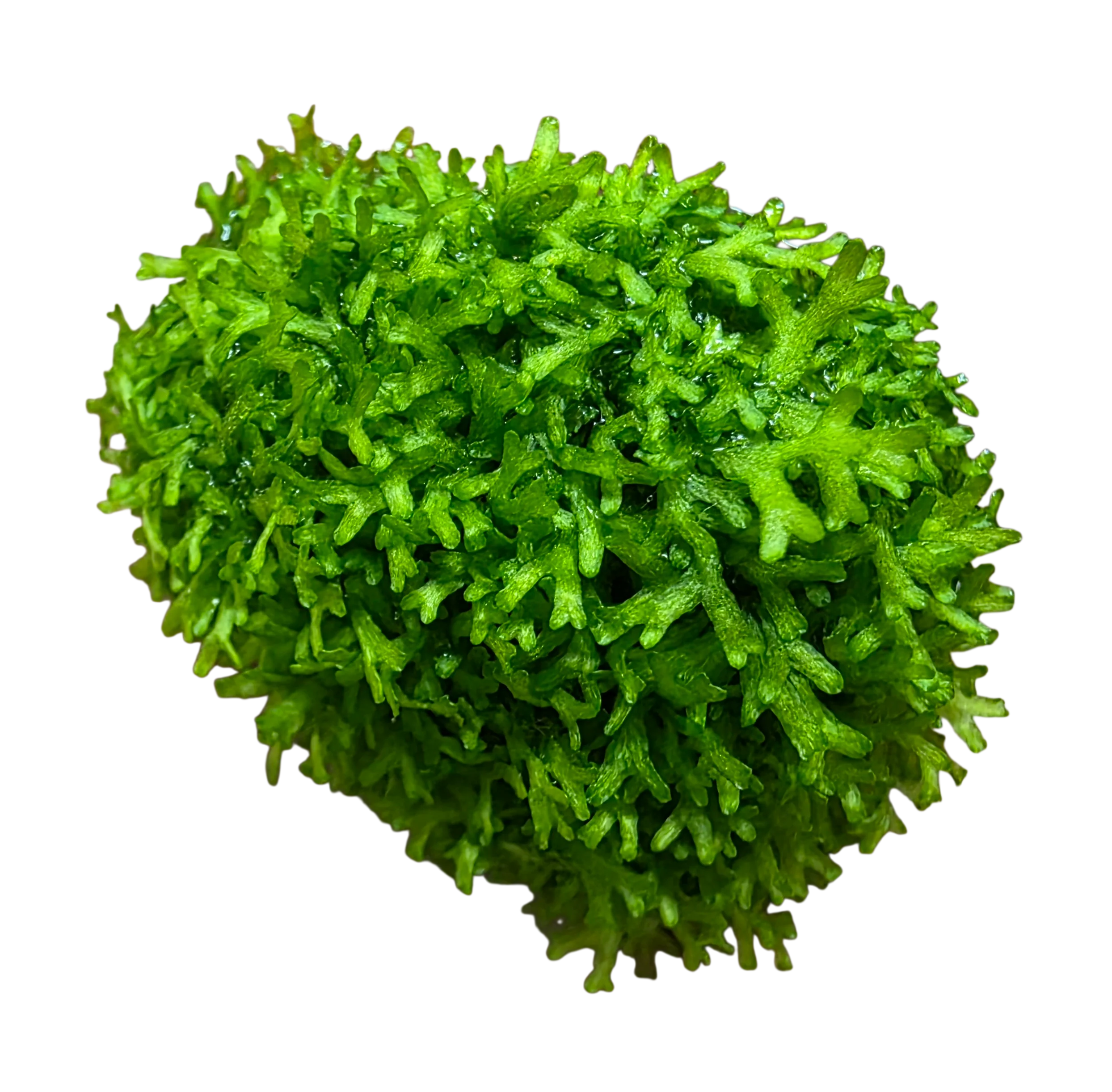 Tissue Cultured Liverwort - Riccia fluitans - Image 2
