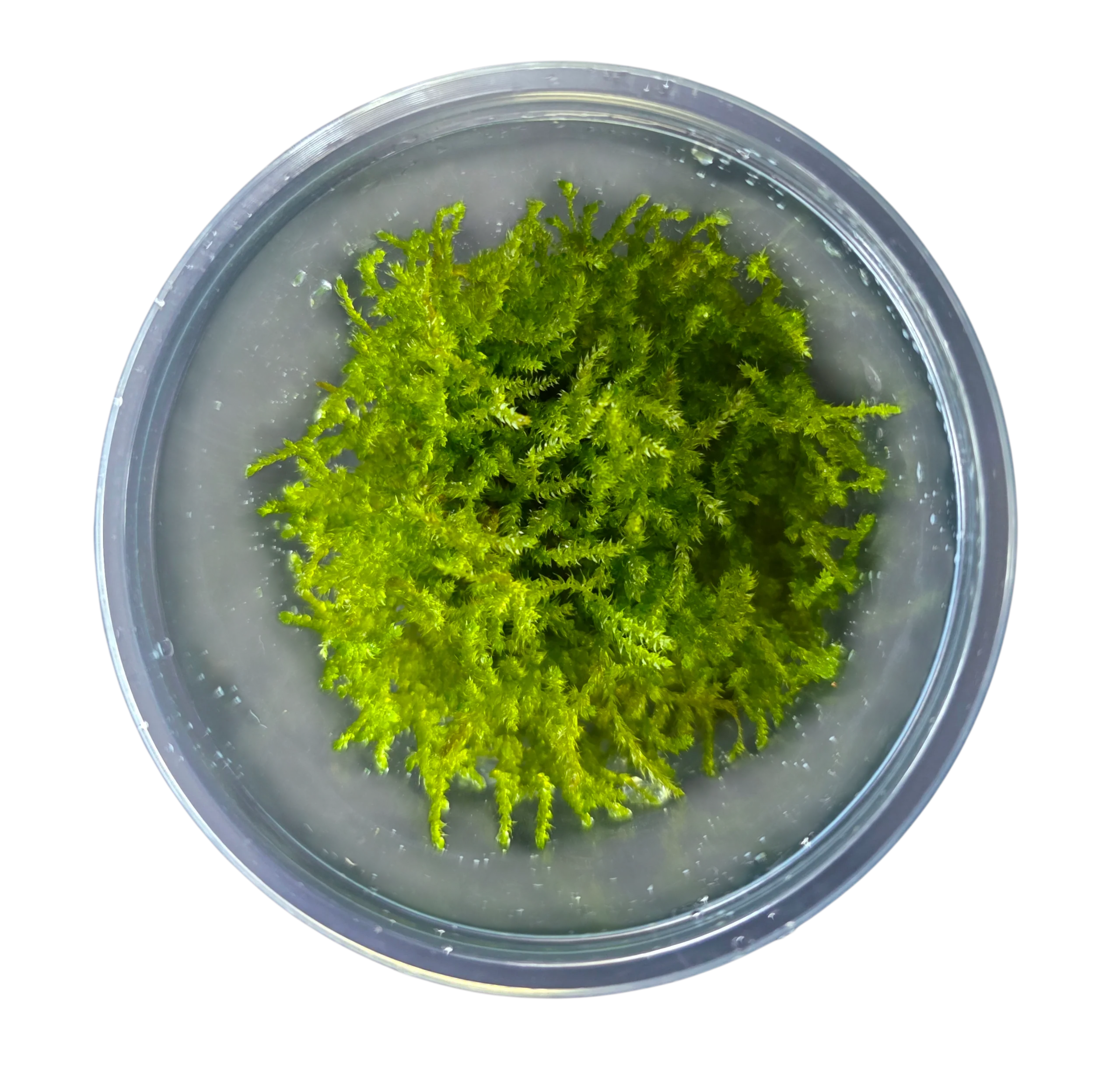 Tissue Cultured Moss - Vesicularia dubyana - Christmas Moss