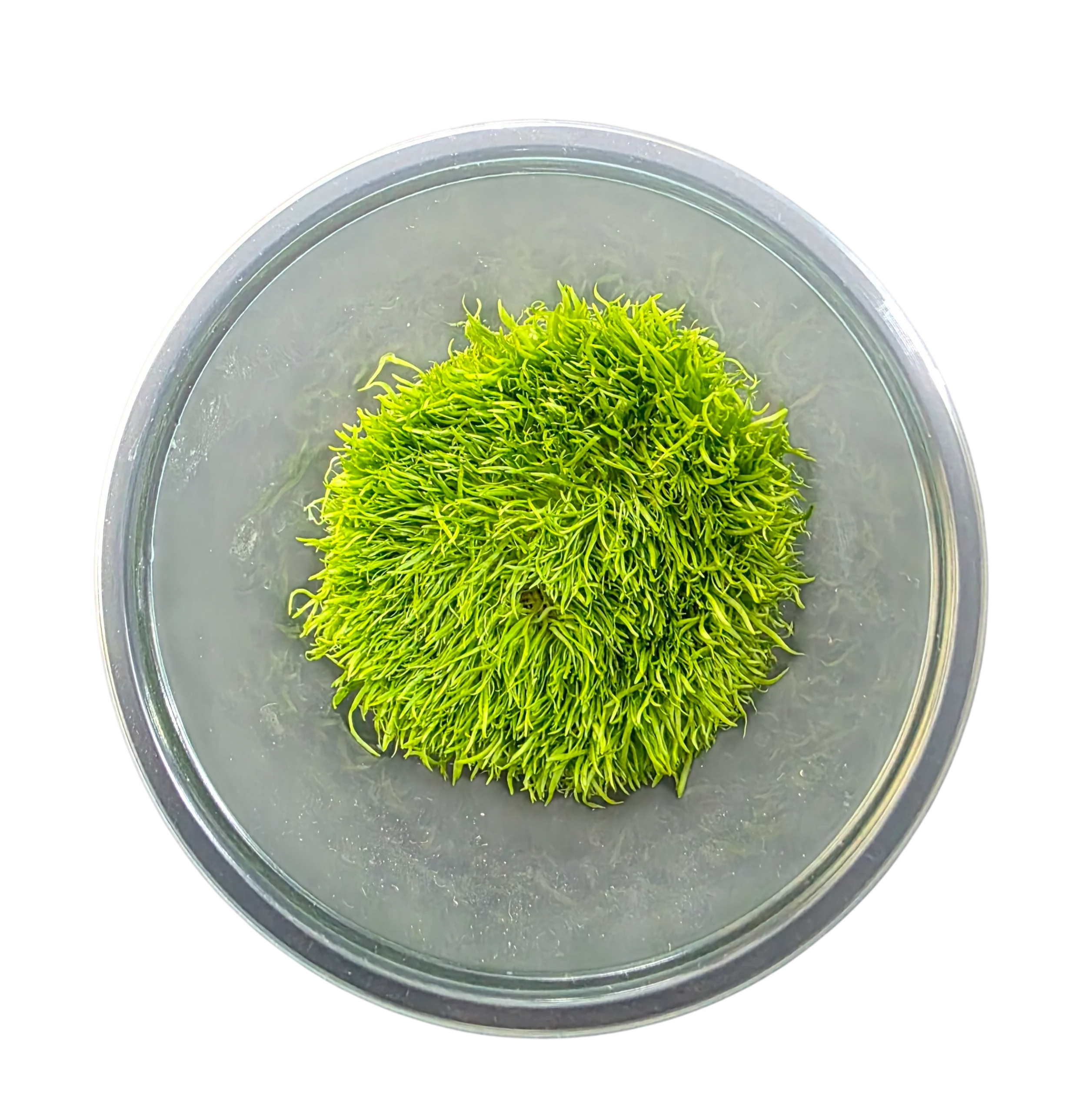 Tissue Cultured Plant - Utricularia graminifolia