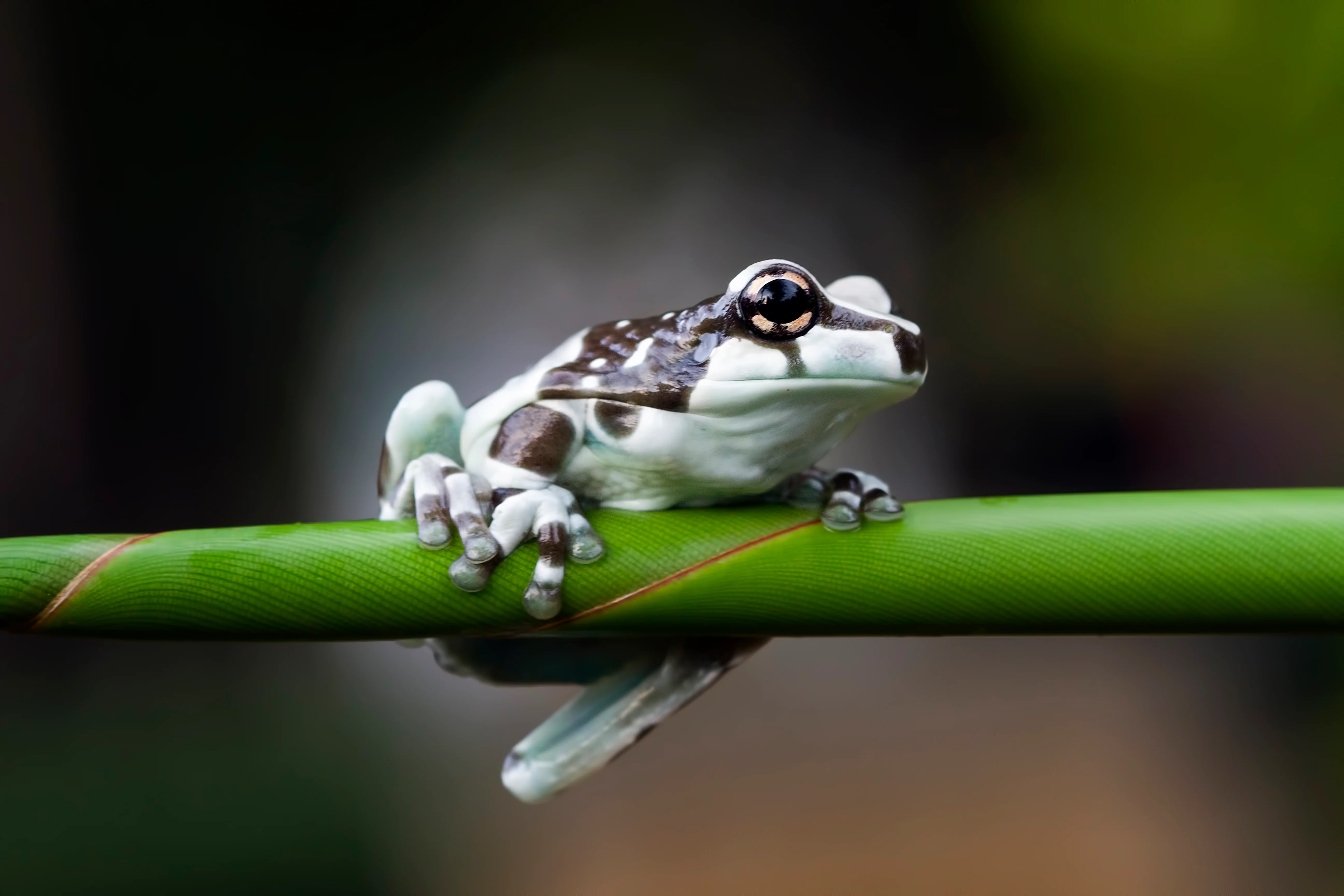 Trachycephalus resinifictrix - Amazon Milk Frog - Image 2