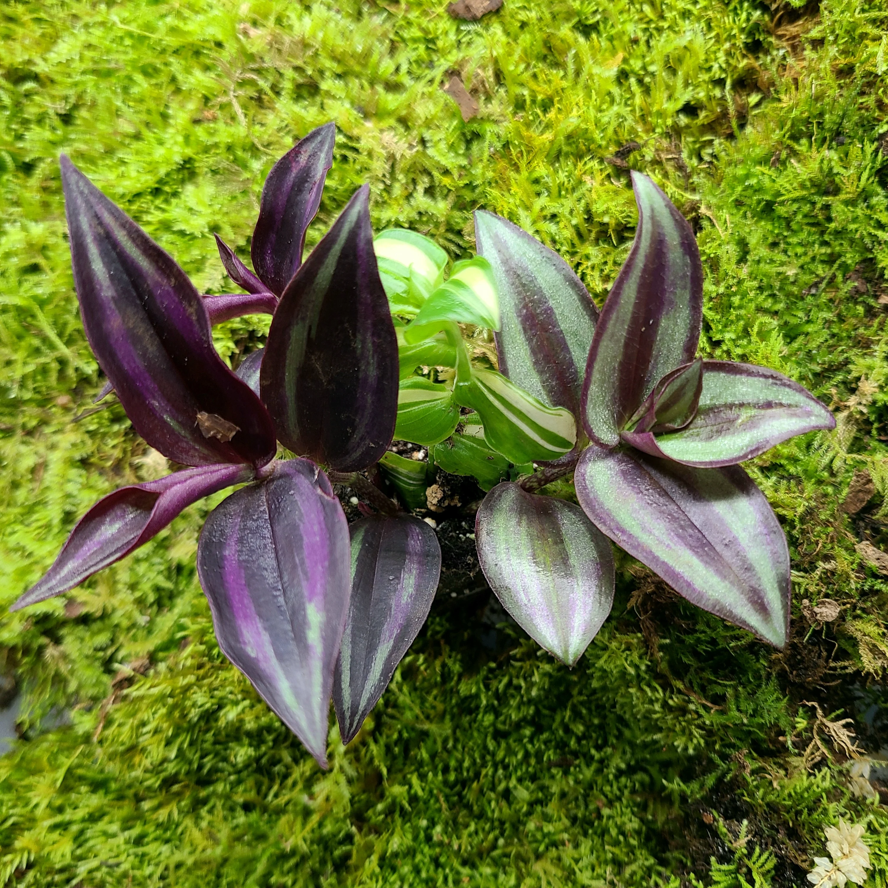 Tradescantia Combo Pack (3-4 types) - Image 2