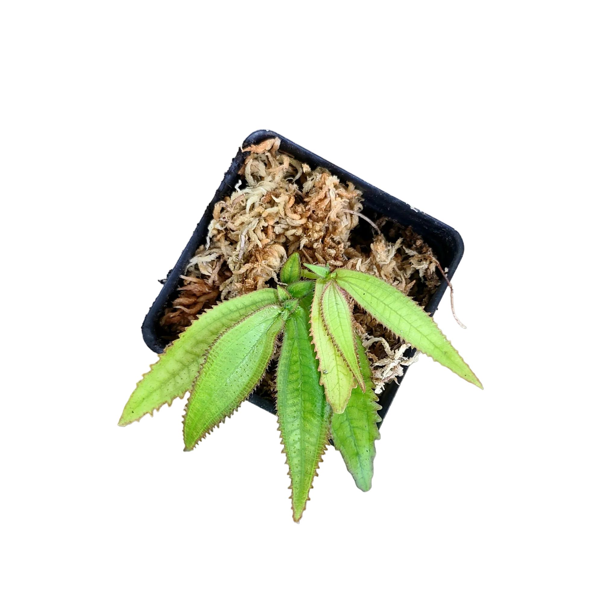 Triolena obliqua