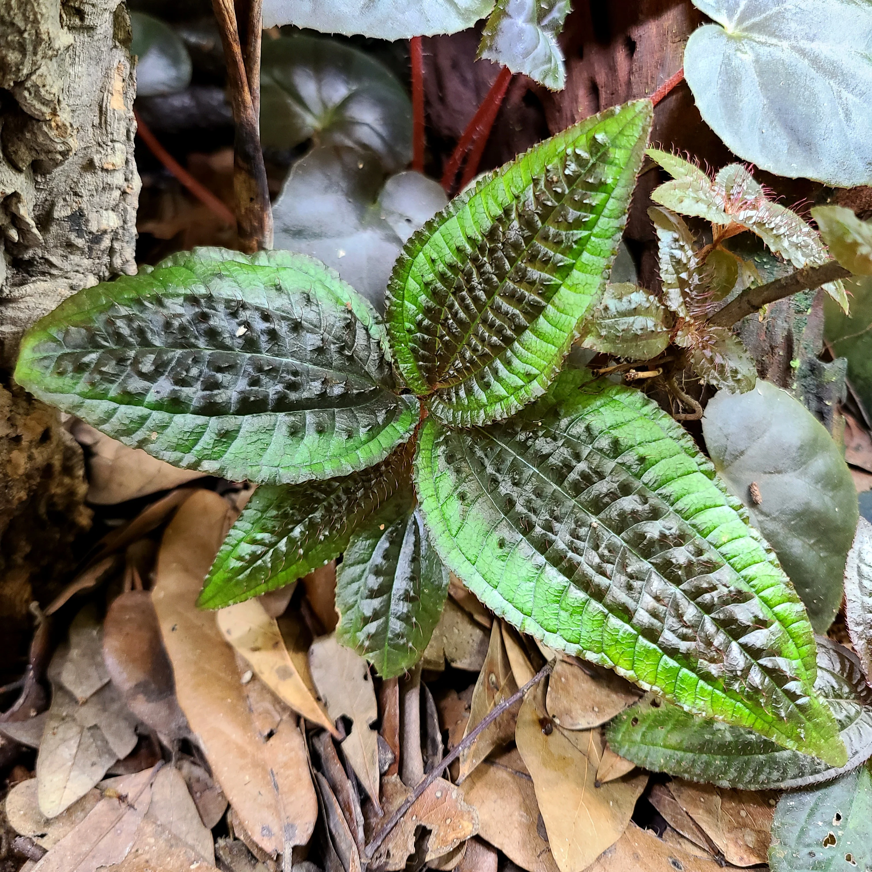 Triolena pustulata - Image 2