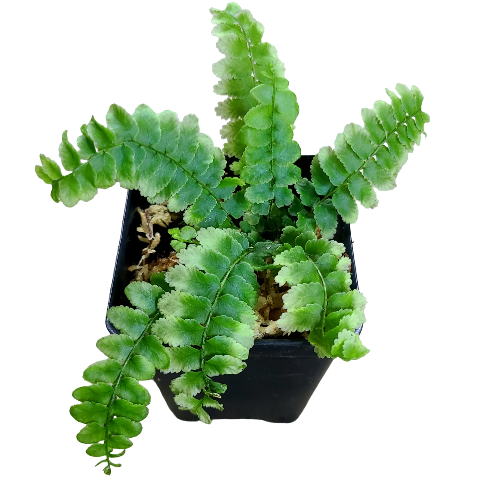 Unknown Volunteer Fern - Non Exact