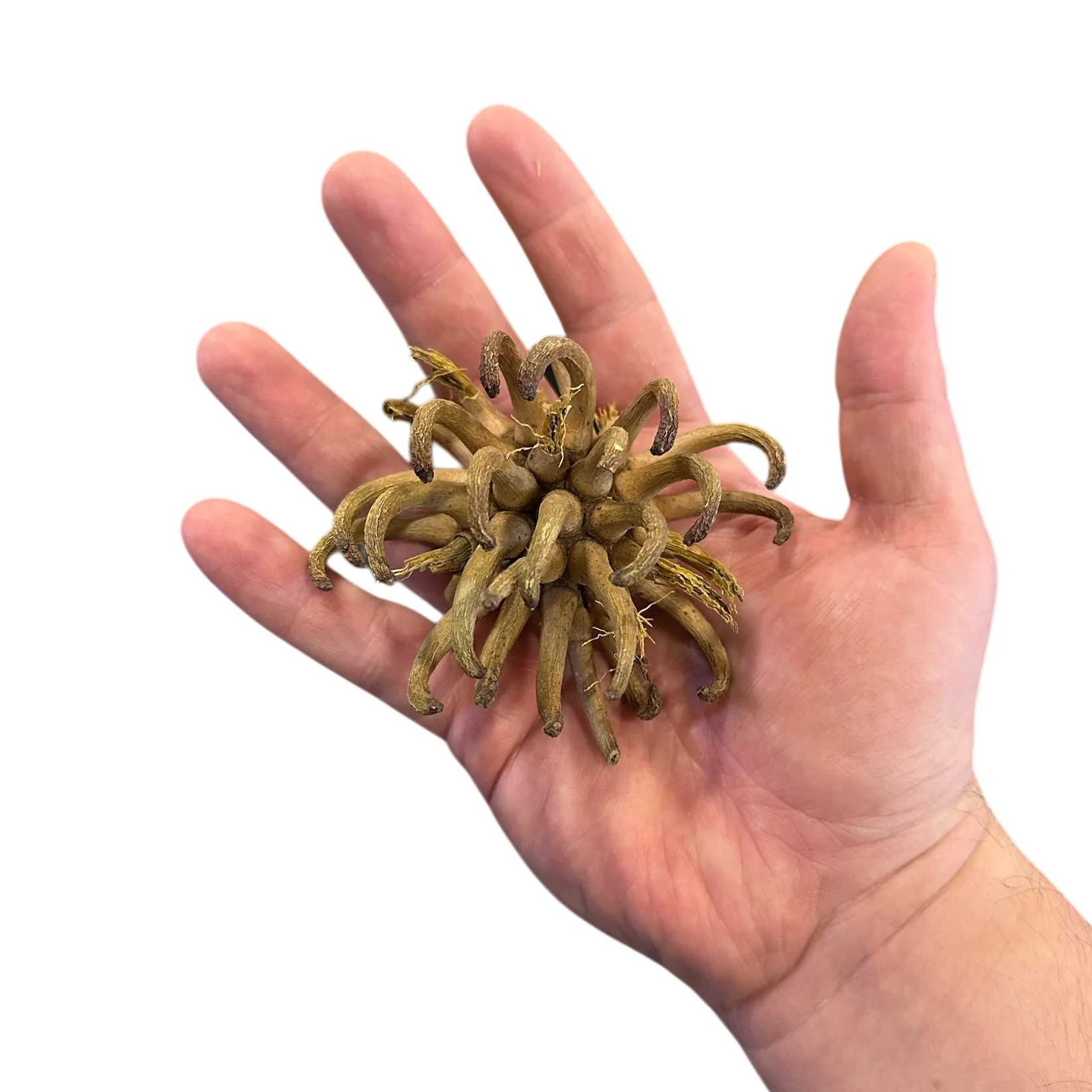 Urchin Pod - Image 2