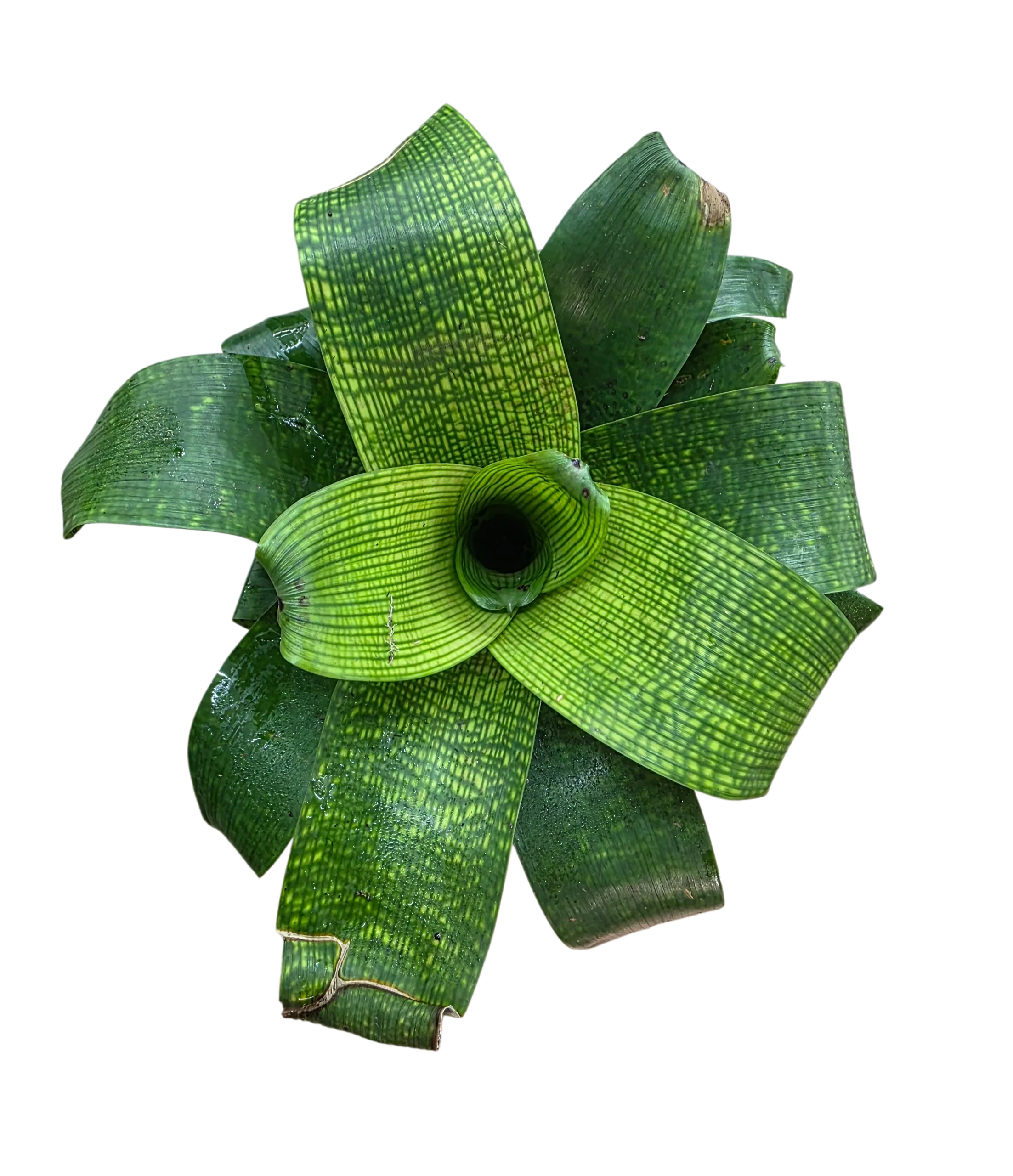 Vrisea fenestralis
