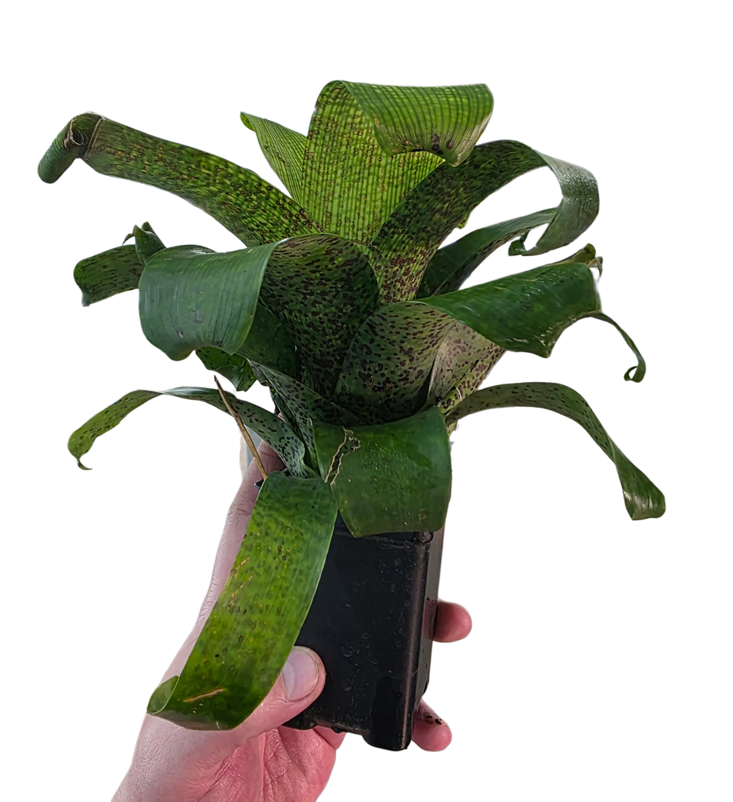 Vrisea fenestralis - Image 2