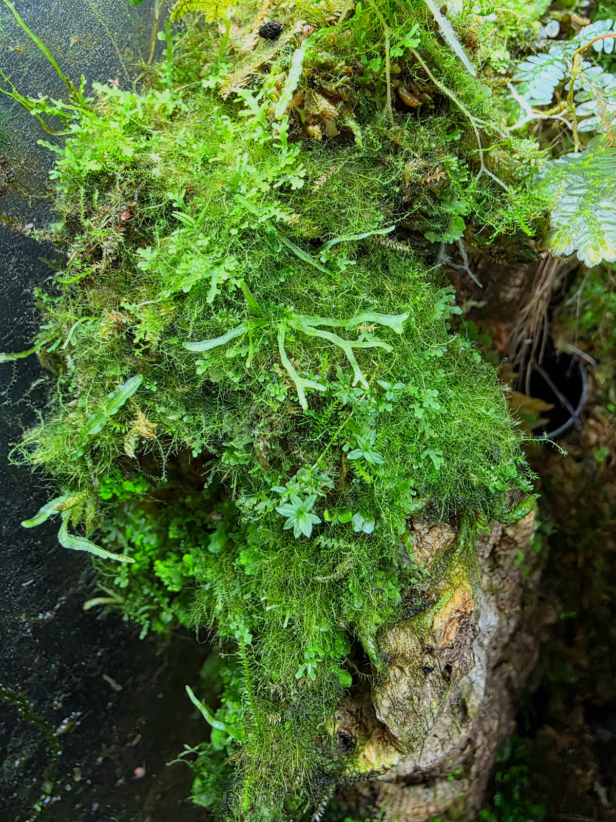WHOLESALE - BryoBlend Premium Wet Moss Mix - Image 3